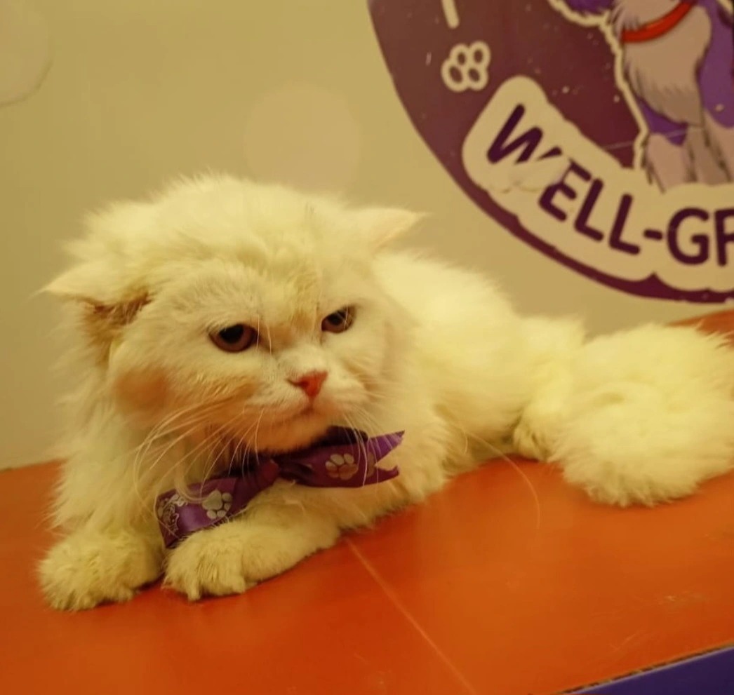 Freshly groomed cat sitting inside the Glamour Pawz luxury AC grooming van in Kanpur